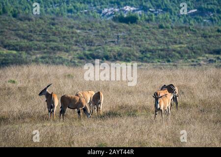 Un troupeau de terres communes (Taurotragus oryx) dans les prairies du plateau de Nyika, parc national de Nyika au Malawi. Banque D'Images