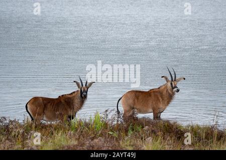 Roan antilopes (Hippotragus equinus) se nourrissant de plantes aquatiques d'un lac sur le plateau de Noika, parc national de Noika au Malawi. Banque D'Images