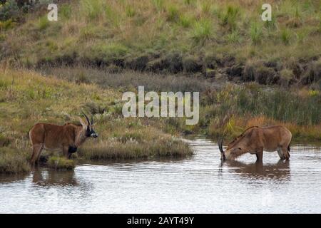 Roan antilopes (Hippotragus equinus) se nourrissant de plantes aquatiques d'un lac sur le plateau de Noika, parc national de Noika au Malawi. Banque D'Images