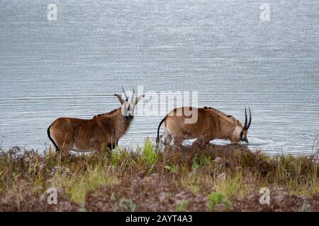 Roan antilopes (Hippotragus equinus) se nourrissant de plantes aquatiques d'un lac sur le plateau de Noika, parc national de Noika au Malawi. Banque D'Images