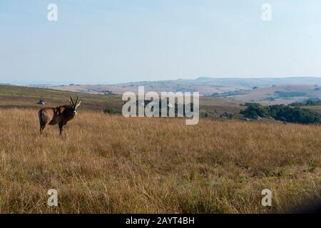 Une antilope de Roan (Hippotragus equinus) dans les prairies du plateau de Nyika, parc national de Nyika au Malawi. Banque D'Images