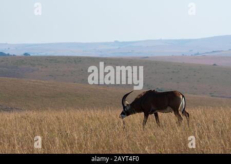 Une antilope de Roan (Hippotragus equinus) dans les prairies du plateau de Nyika, parc national de Nyika au Malawi. Banque D'Images