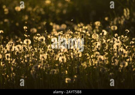 Superbe paysage printanier avec un pré de pissenlit en soirée éclairé par le soleil couchant Banque D'Images