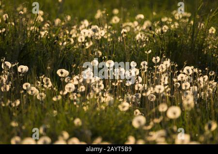 Magnifique paysage printanier d'un pré de soirée avec beaucoup de dandélions blancs et moelleux Banque D'Images
