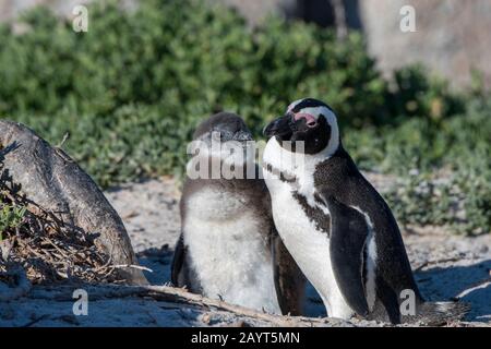 Pingouin africain (Spheniscus demersus) avec chick au nid dans la colonie de Boulder Beach, Simons Town près de Cape Town, Afrique du Sud. Banque D'Images