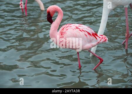 Le grand flamango (Phoenicopterus roseus) répand des ailes au Parc des oiseaux Pont de Grau, réserve de biosphère désignée par l'UNESCO, près de Saintes Marie de l Banque D'Images