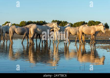 Chevaux de Camargue sur une plage en Camargue dans le sud de la France. Banque D'Images