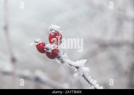 Les hanches de rose recouvertes de givre sont recouvertes d'une neige en hiver Banque D'Images