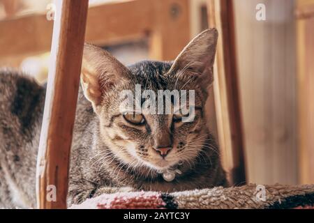 Un chat animal de compagnie très ennuyé et dormant qui est coincé en quarantaine à la maison pendant l'éclosion de covid-19 Banque D'Images