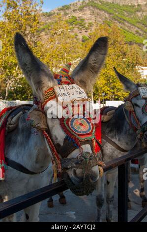 Des taxis ânes attendent que les touristes les rendent à Mijas, un petit village de la Costa del sol près de Malaga en Andalousie, Espagne. Banque D'Images