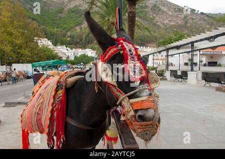 Des taxis ânes attendent que les touristes les rendent à Mijas, un petit village de la Costa del sol près de Malaga en Andalousie, Espagne. Banque D'Images