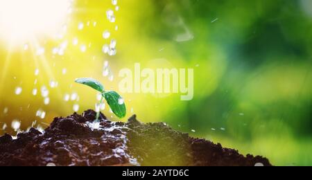 Gouttes d'eau qui tombe sur une nouvelle sprout sur journée ensoleillée dans le jardin en été Banque D'Images