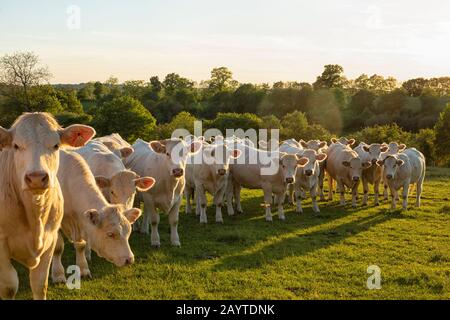 Vaches Charolais dans une rangée sur un pré en Bourgogne, France Banque D'Images