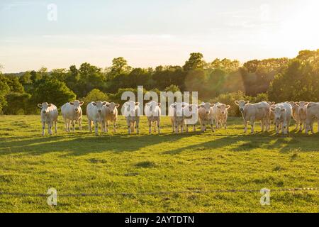 Vaches Charolais dans une rangée sur un pré en Bourgogne, France Banque D'Images