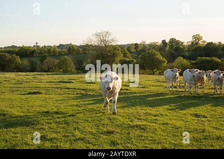 Vaches Charolais dans une rangée sur un pré en Bourgogne, France Banque D'Images