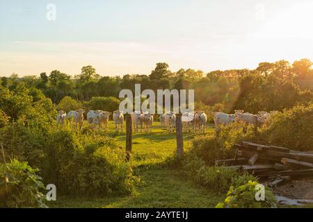 Vaches Charolais dans une rangée sur un pré en Bourgogne, France Banque D'Images