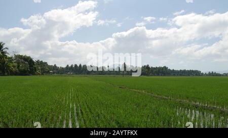 Vastes champs verts nouvellement plantés avec des semis de riz aux Philippines. Banque D'Images