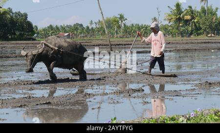 Banay Banay Banay, Davao Oriental, Philippines - Mars 2016: Un fermier et son carabao toil dans les champs boueux pour le préparer à la plantation. Banque D'Images