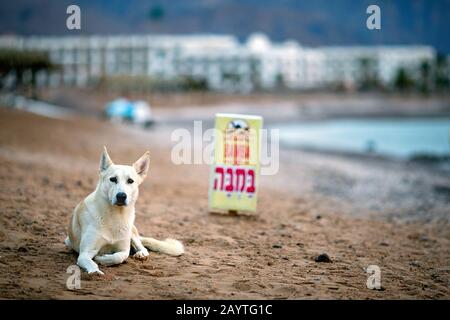 Chien sur la plage dans le camp bédouin. Res Shitan. Nuweiba. Egypte Banque D'Images