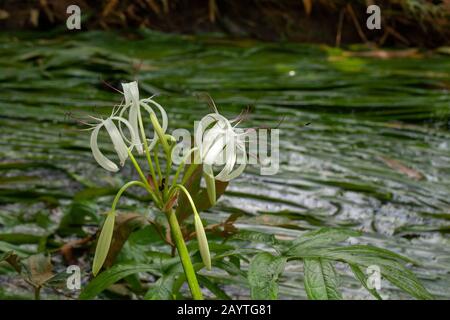 Rares Crinum thaianum ou nénuphars, plante d'oignon, oignon d'eau thaï ou oignon d'eau fleurit à Khuraburi, Phang Nga, Thaïlande Banque D'Images