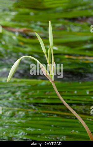 Rares Crinum thaianum ou nénuphars, plante d'oignon, oignon d'eau thaï ou oignon d'eau sont des bourgeons à Khuraburi, Phang Nga, Thaïlande Banque D'Images