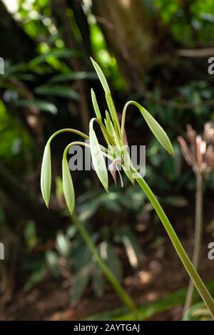 Rares Crinum thaianum ou nénuphars, plante d'oignon, oignon d'eau thaï ou oignon d'eau sont des bourgeons à Khuraburi, Phang Nga, Thaïlande Banque D'Images