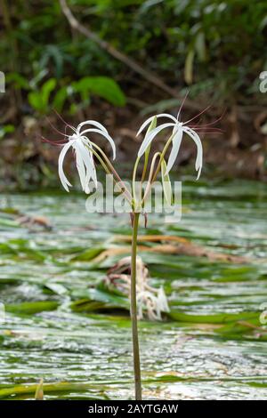 Rares Crinum thaianum ou nénuphars, plante d'oignon, oignon d'eau thaï ou oignon d'eau fleurit à Khuraburi, Phang Nga, Thaïlande Banque D'Images