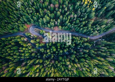 Vue sur la forêt sinueuse Banque D'Images