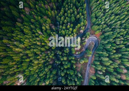 Vue sur la forêt sinueuse Banque D'Images