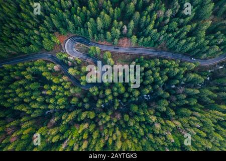 Vue sur la forêt sinueuse Banque D'Images