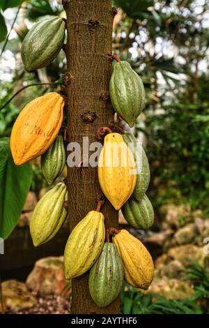Arbre de la plante de cacao 'Theobroma Cacao' avec d'énormes fèves de cacao utilisées pour la production de chocolat Banque D'Images