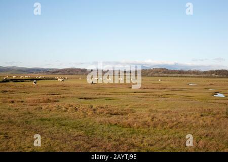 Pacage de moutons Marshland Sand Gate près du village de Floguborough la rive de la baie de Morecambe un jour d'hiver les lacs du Sud Cumbria Angleterre Banque D'Images