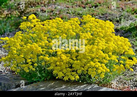 Mountain madwort (Alyssum montanum), variété Berggold, fleurs jaunes, Rhénanie-du-Nord-Westphalie, Allemagne Banque D'Images