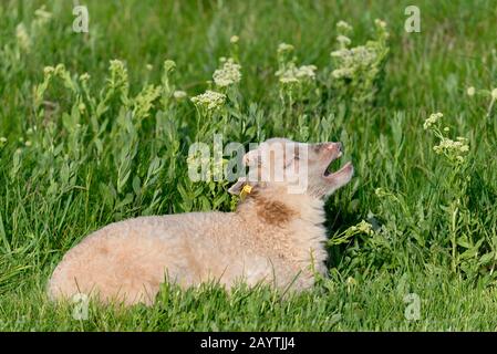 Mouton Heath (Ovis ammon f.aries), jeune agneau allongé dans un pré, sombre, Helgoland, Mer du Nord, Schleswig-Holstein, Allemagne Banque D'Images