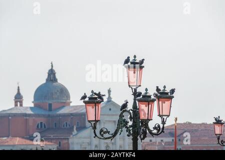 Oiseaux de Pigeon assis sur des lanternes de rue en verre rose de Venise, lampes. Voyage Venise rue fond Banque D'Images