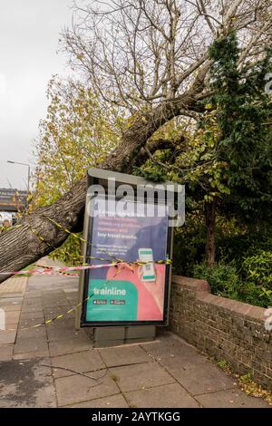 Un arbre s'est renversé sur un arrêt de bus endommagé dues à des vents violents, Brighton, East Sussex UK Banque D'Images