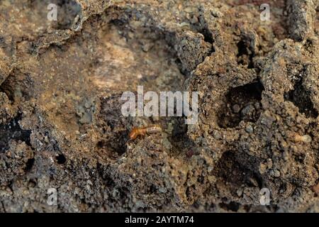 Termites en bois sec sur l'ancienne rotting en bois Banque D'Images