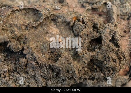 Termites en bois sec sur l'ancienne rotting en bois Banque D'Images