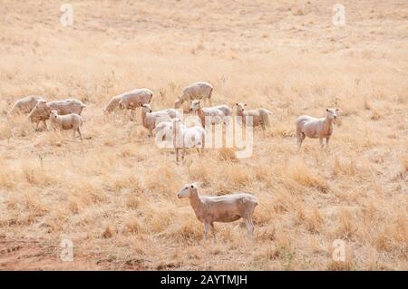 Moutons mérinos australiens sur un paddock avec de l'herbe sèche Banque D'Images