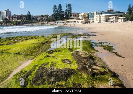 Sydney, Australie - 14 novembre 2014 : gros plan de la roche recouverte d'algues avec la plage de Cronulla sur le fond Banque D'Images