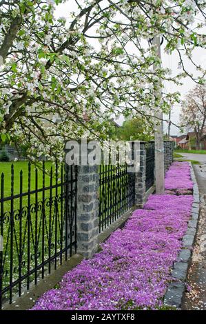 magnifiques arbres fleuris et fleurs roses de jardin pour les lits de fleurs et l'aménagement paysager Banque D'Images