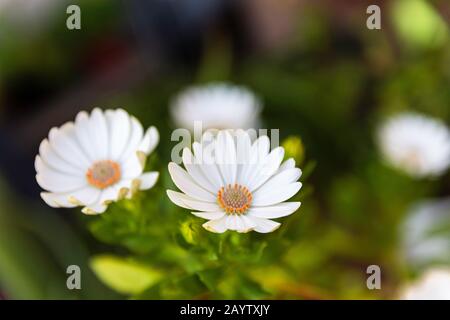 Marguerites fleuries sur fond non focalisé, jardinage floral Banque D'Images