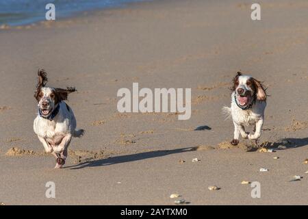 De jeunes Springer Spaniels énergiques longeant la plage de Fistral à Newquay, dans les Cornouailles. Banque D'Images