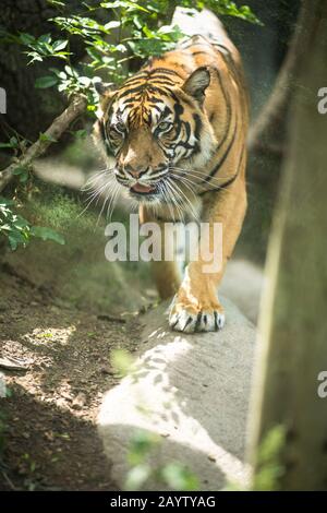 Image tigre siberien libre de savons aussi que Tiger (Panthera tigris altaica), le plus grand chat vivant Banque D'Images