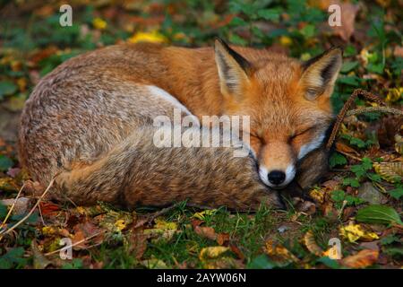 Renard rouge (Vulpes vulpes), dormant sur le terrain forestier, Allemagne Banque D'Images