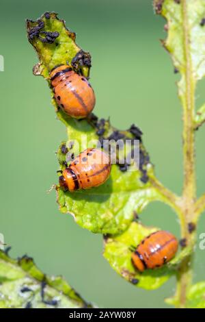 Trois larves de dendroctone du Colorado - Leptinotarsa decemlineata, mangeant de la feuille d'une plante de pomme de terre. Banque D'Images