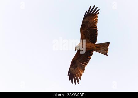 Cerf-volant noir, cerf-volant à facturation jaune (Milvus migrans), en vol, Allemagne, Bavière Banque D'Images