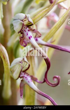 Orchidée lizard (Himantoglossum hircinum), deux fleurs, France, Bretagne Banque D'Images