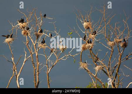 Grand cormorant (Phalacrocorax carbo), colonie sur arbres, Pays-Bas, Naardermeer, Naarden Banque D'Images