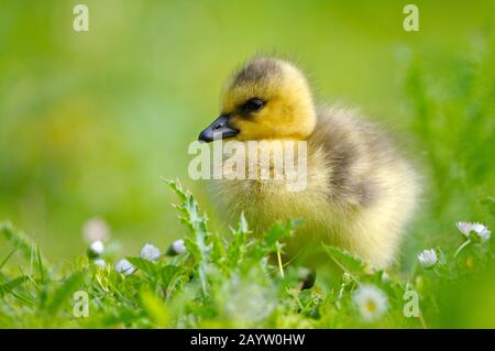 Oie du Canada (Branta canadensis), gossling dans un pré fleuri, Allemagne, Rhénanie-du-Nord-Westphalie Banque D'Images